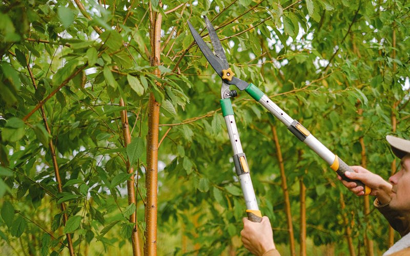Tree trimming in Mellott, IN
